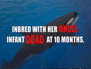 Photo of an orca at SeaWorld with superimposed text reading "Inbred with her uncles. Infant dead at ten months. Captivity Kills."