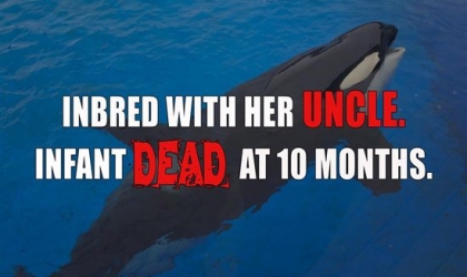 Photo of an orca at SeaWorld with superimposed text reading "Inbred with her uncles. Infant dead at ten months. Captivity Kills."