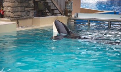 An orca swimming in a tank.