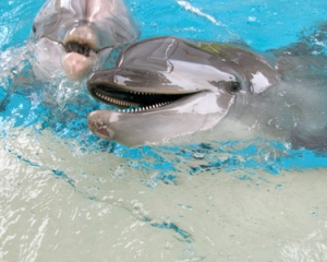 Two dolphins are swimming in a pool.
