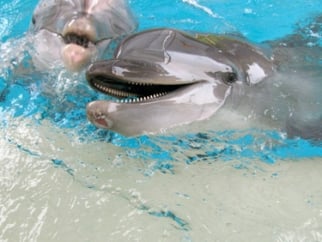 Two dolphins are swimming in a tank.