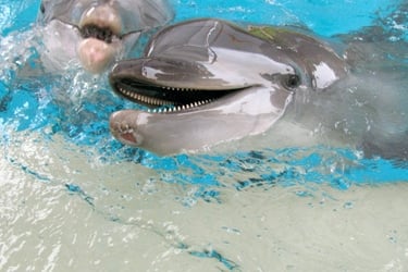 Two dolphins are swimming in a tank.