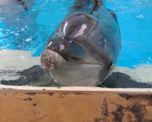 Two dolphins in a pool.