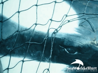 An image of an orca's eye through a net