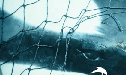 An image of an orca's eye through a net