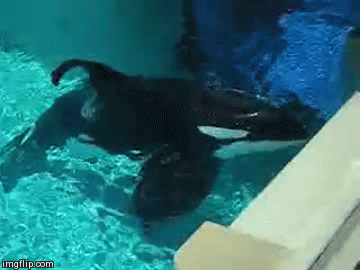 An orca whale is swimming in the water.