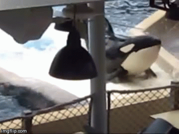 Repetitive harmful behavior is common, such as this orca banging his head on a landing platform at SeaWorld. 