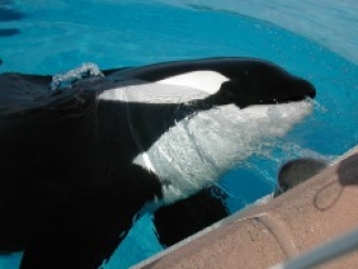 A black and white orca swimming in a pool.