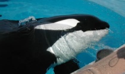 A black and white orca swimming in a pool.