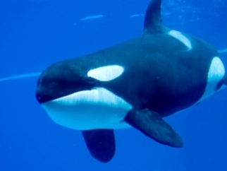 An orca swimming in a tank