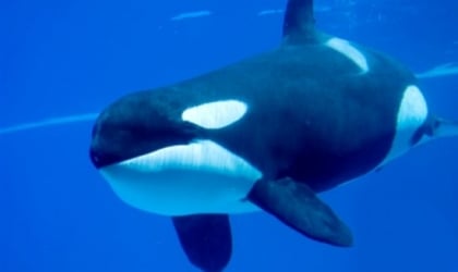 An orca swimming in a tank