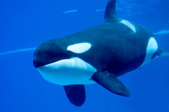 An orca whale swimming in the ocean.
