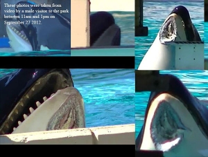 A collage of pictures of an orca with its mouth open.