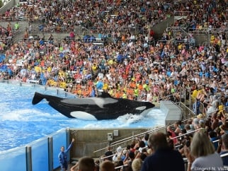 A crowd of people watching Tilikum perform at SeaWorld