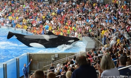 A crowd of people watching Tilikum perform at SeaWorld