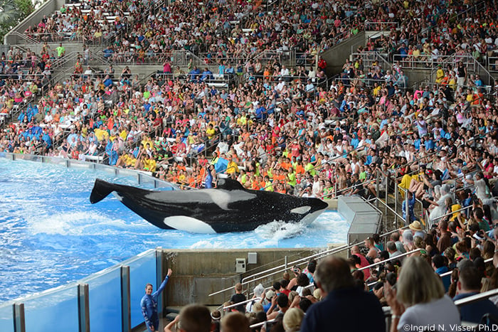 A crowd of people watching an orca whale.