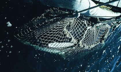 A boat with a net attached to it holding an orca in the water.