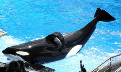 Tilikum with a collapsed dorsal fin.
