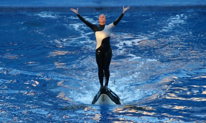 Dawn standing on top of an orca's head