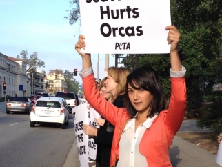 Amanda Slyter holding up a sign that says seaworld hurts orcas.