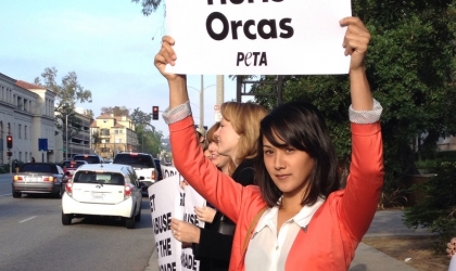A woman holding up a sign that says seaworld hurts orcas.