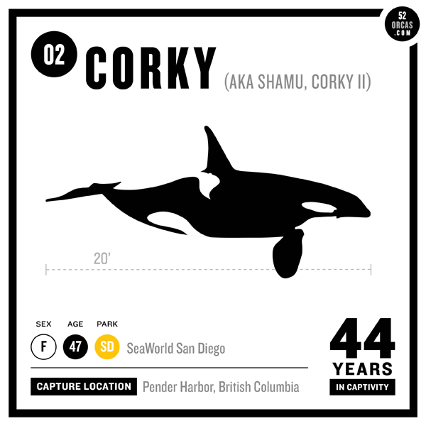 Corky - orca whale - san diego county california - san diego county .