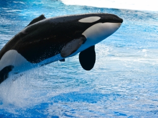 An orca jumping out of a SeaWorld tank