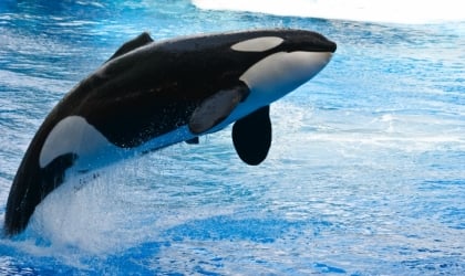 A black and white orca jumping out of the water.
