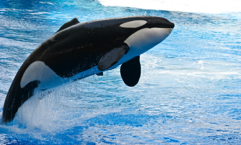 jumping-orca-1024x620