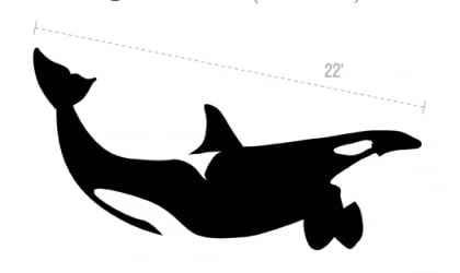 An orca whale is shown on a white background.