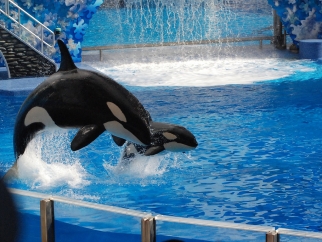Two orca whales jumping in a SeaWorld tank