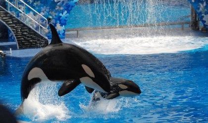 Two orca whales jumping in a SeaWorld tank