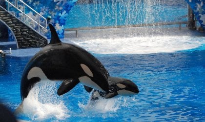 Two orca whales jumping in the water.