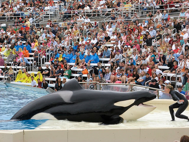A woman is standing in front of an orca whale in a zoo.