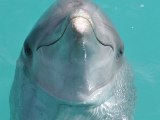 A dolphin looking at the camera face-on