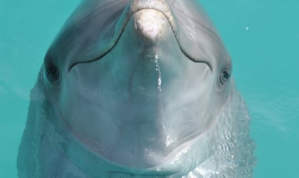 A dolphin looking at the camera face-on