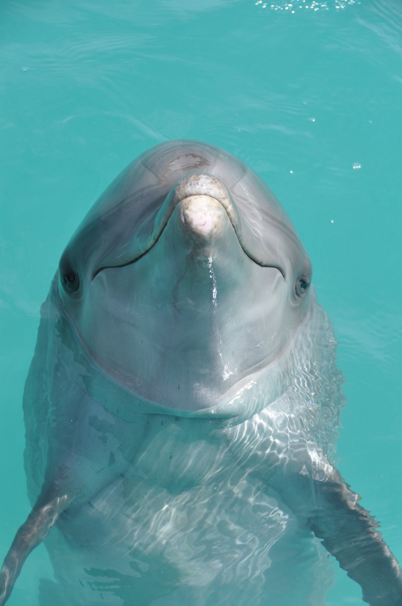 The Day The Bi4 Dolphin Died - kx67w54