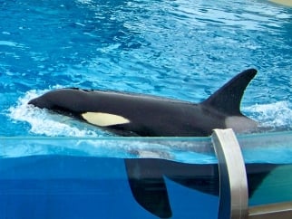 An orca floating in a tank