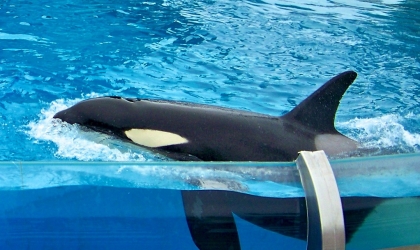 An orca floating in a tank