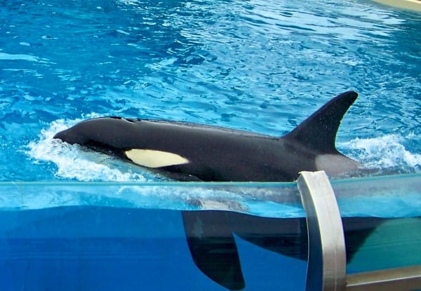 A killer whale swimming in a pool.