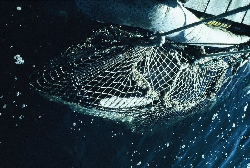 A boat with a net attached to it in the ocean.