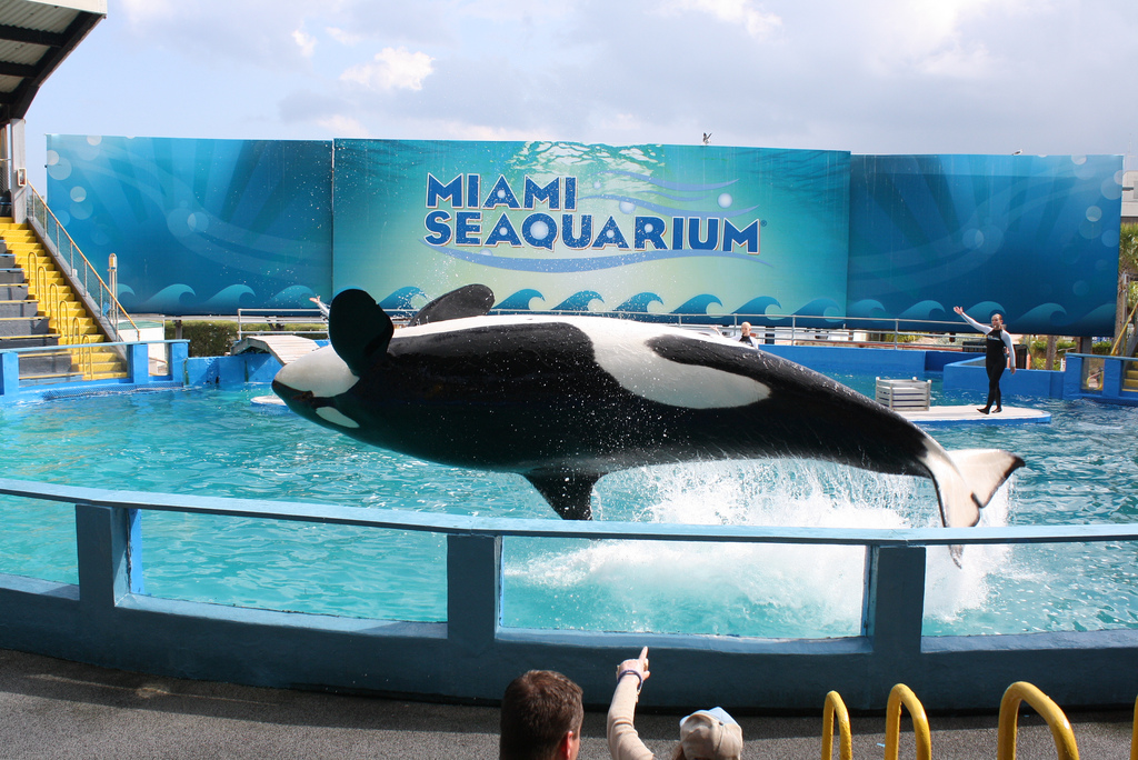 A black and white orca whale jumps out of the water.