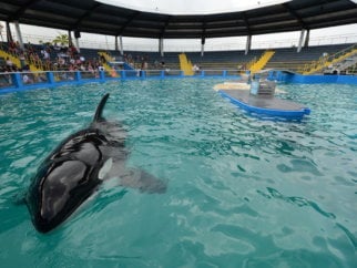 Lolita the orca swimming alone in a small tank