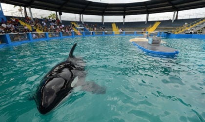 Lolita the orca swimming alone in a small tank