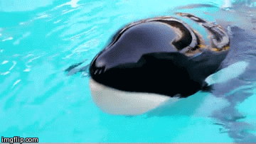 A black and white orca whale swimming in the water.