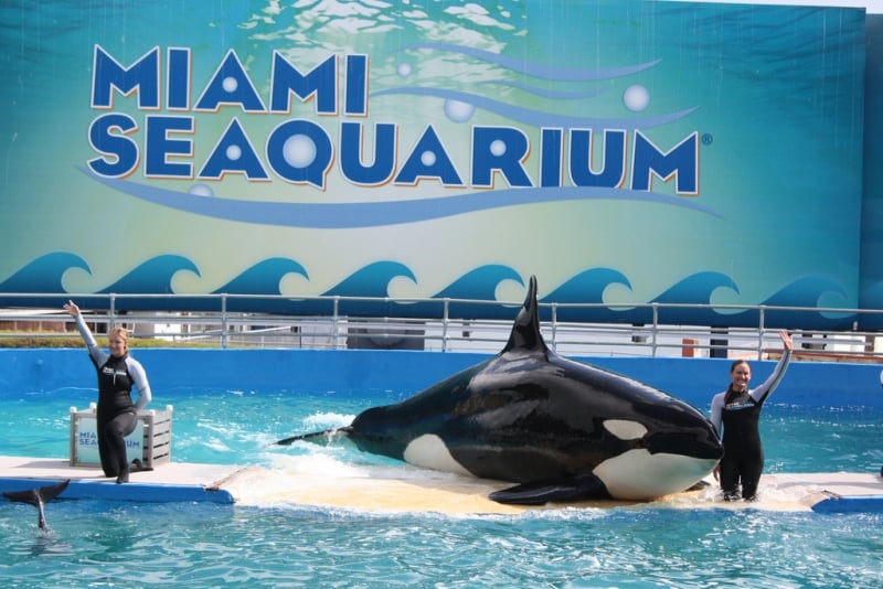 The Horrors of Lolita – Miami High News