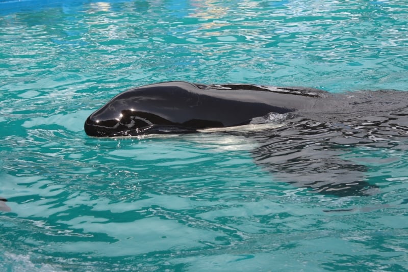 Orcas in captivity are sometimes covered with black zinc oxide to prevent sunburn, but the substance has reportedly also been used to cover up painful blisters on the skin of orcas who have already been sunburned.