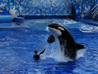 An orca jumping out of the water in a SeaWorld tank