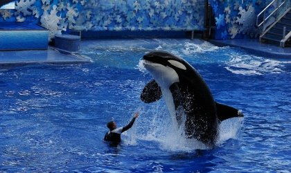 An orca jumping out of the water in a SeaWorld tank