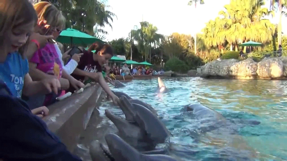 A group of people feeding dolphins at a zoo.